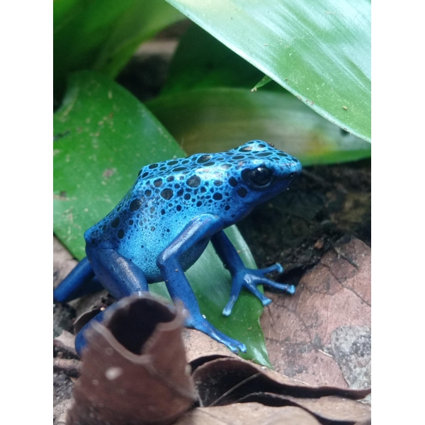 Dendrobates Tinctorius Azureus - Afbeelding 2