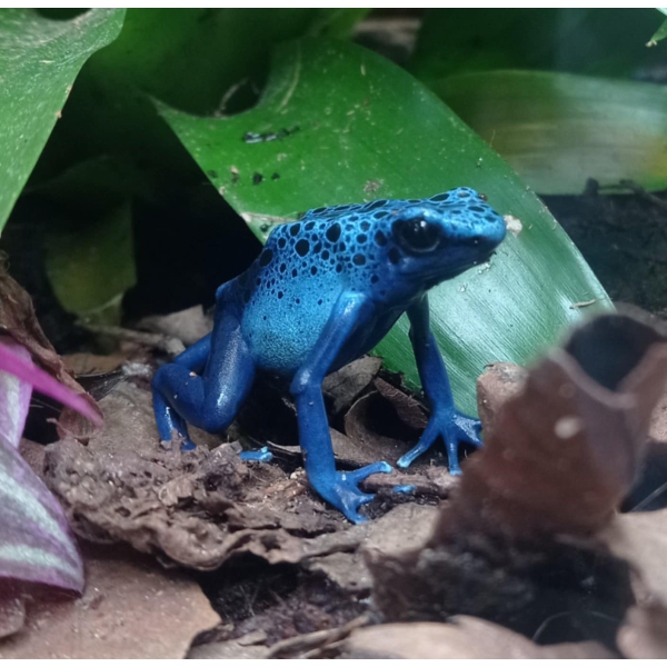 Dendrobates Tinctorius Azureus - Afbeelding 3