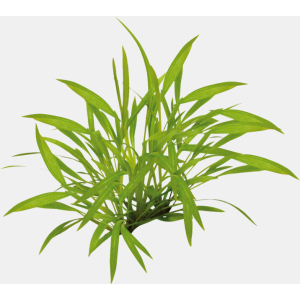 EASY GROW 35 HELANTHIUM TENELLUM