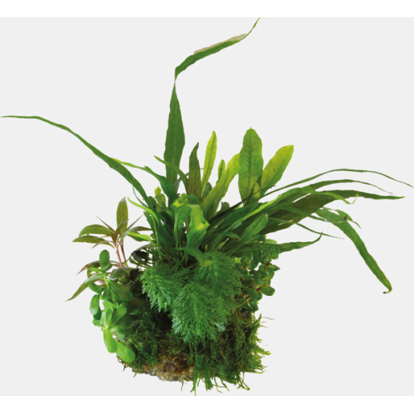 BIOART BALL MICROSORUM PTEROPUS