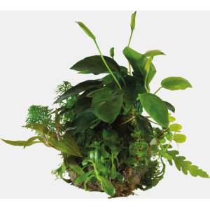 BIOART BALL ANUBIAS NANA