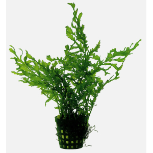 Bolbitis heudelotii 5 cm pot