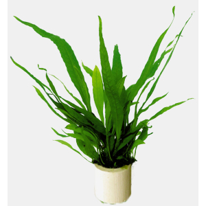 MICROSORUM PTEROPUS ECO BOS