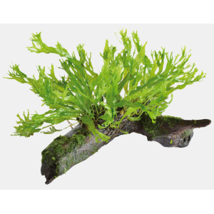 Hout microsorum windelov maat ss