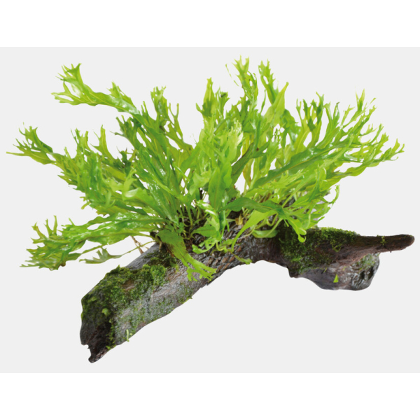 Hout microsorum windelov maat ss