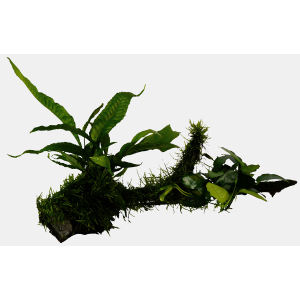 Hout anubias-microsorum-moss maat large