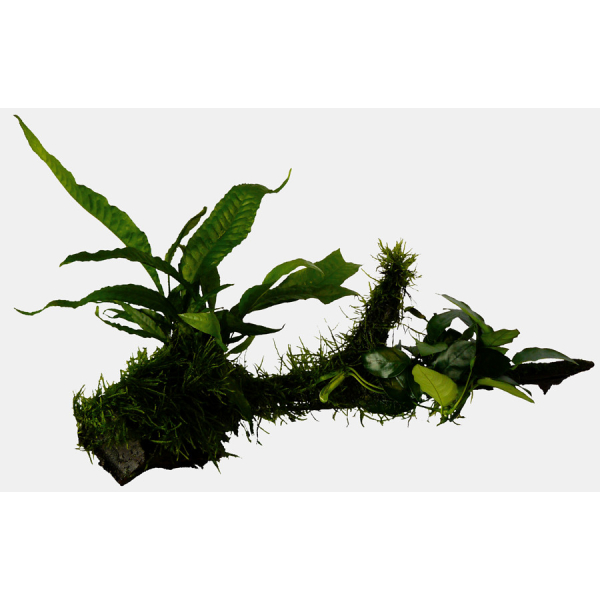 Hout anubias-microsorum-moss maat large