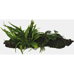 Hout anubias-microsorum-moss maat small
