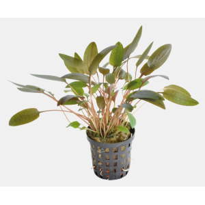 Cryptocoryne wendtii bruin 5 cm pot