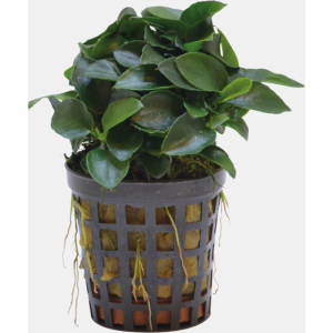 Anubias nana bonzai 5 cm pot
