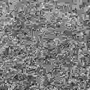 Springstaartjes (Krekelbakje)