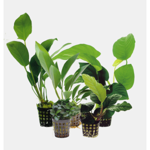 ANUBIAS MIXED 5CM POT