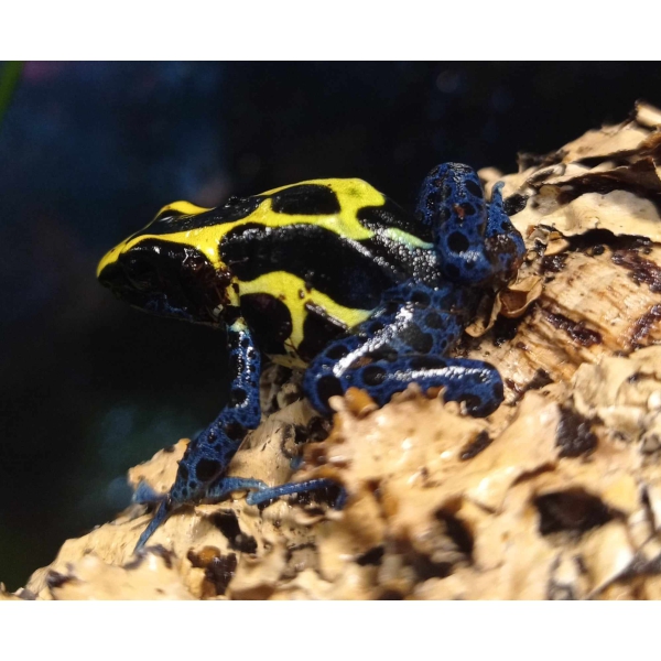 Dendrobates tinctorius "Nominaat" - Afbeelding 5