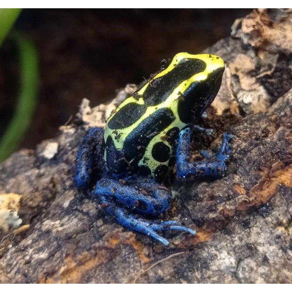 Dendrobates tinctorius "Nominaat" - Afbeelding 4