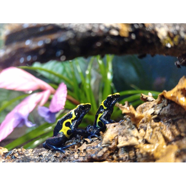 Dendrobates tinctorius "Nominaat" - Afbeelding 2
