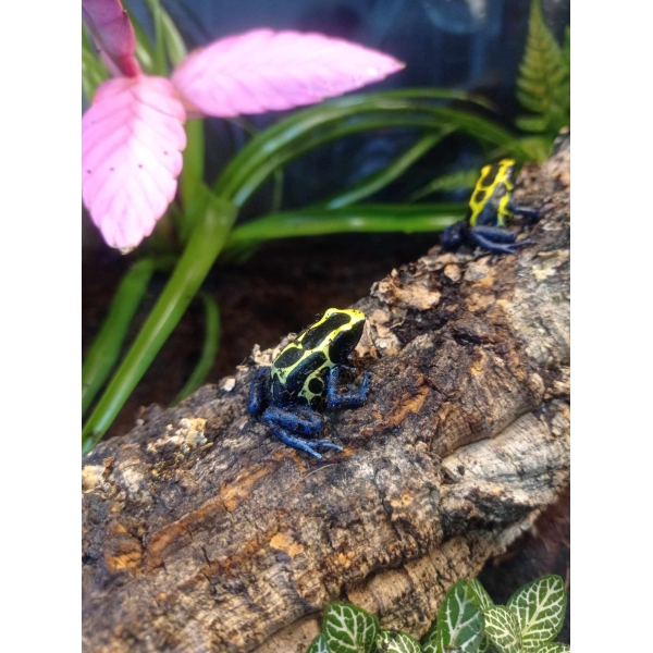Dendrobates tinctorius "Nominaat" - Afbeelding 3