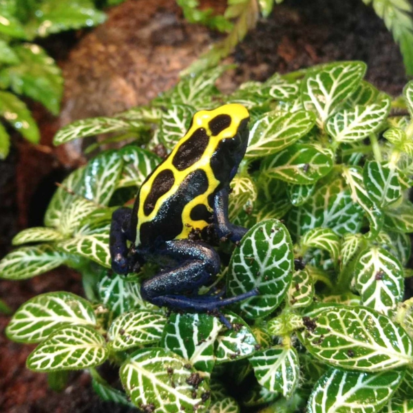 Dendrobates tinctorius "Nominaat"
