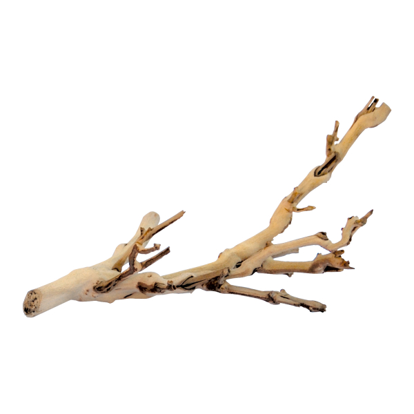 EX FOREST BRANCH M - Afbeelding 2