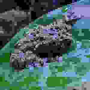 Moskikker (Theloderma corticale)