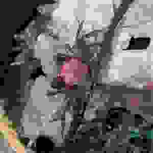 GEOSESARMA ARISTOCRATENSIS 2-2.5CM