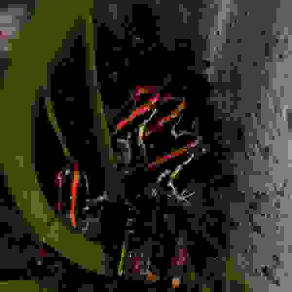 Phyllobates Vittatus - Afbeelding 4