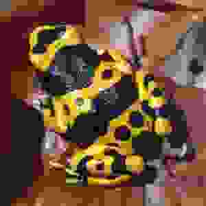 Dendrobates Leucomelas