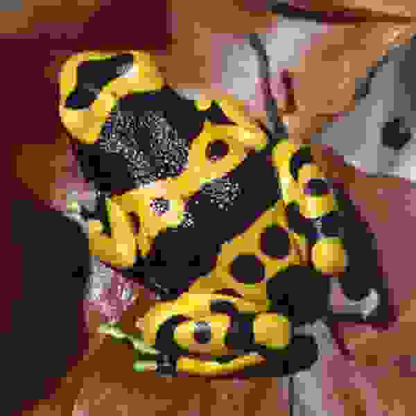 Dendrobates Leucomelas