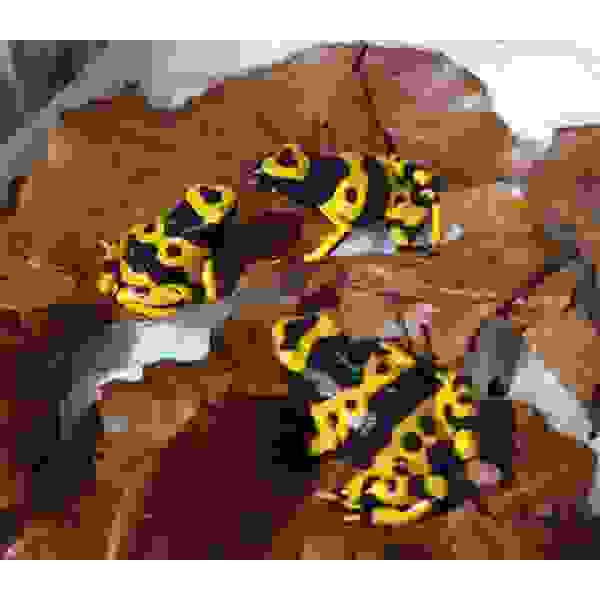 Dendrobates Leucomelas - Afbeelding 2