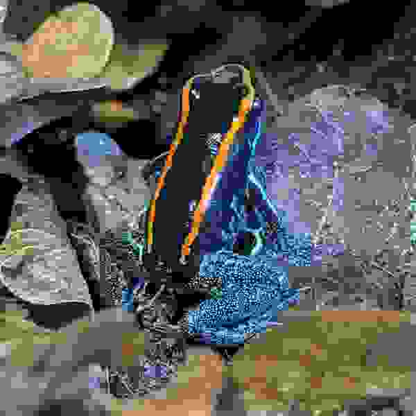 Phyllobates Vittatus - Afbeelding 3