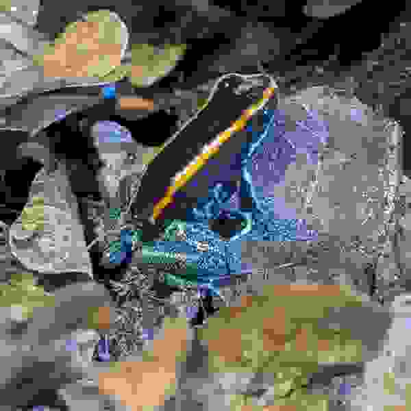 Phyllobates Vittatus - Afbeelding 2