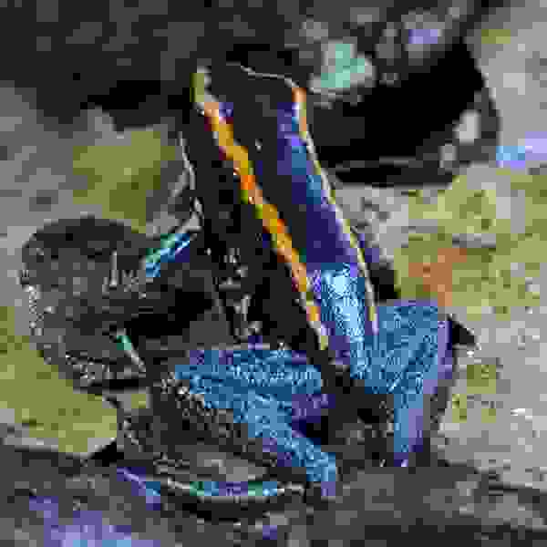 Phyllobates Vittatus
