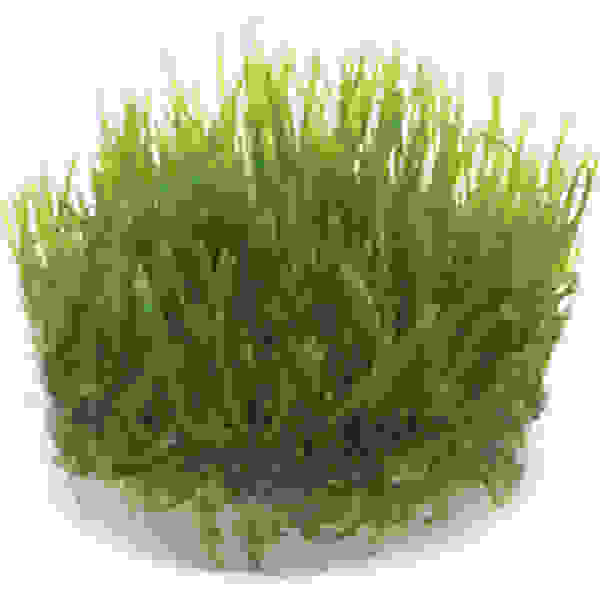Taxiphyllum SP. Spiky