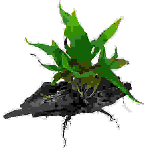 Hout microsorum pteropus maat ss
