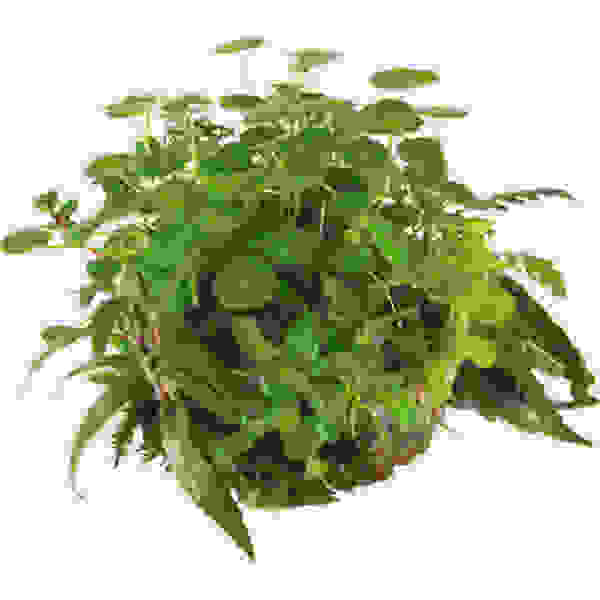 BIOART BALL HYDROCOTYLE VERTICILLATA
