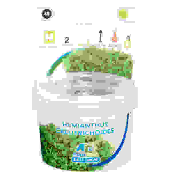 EASY GROW 45 HEMIANTHUS CALLITRICHOIDES - Afbeelding 2
