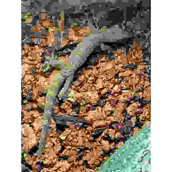 Lepidodactylus Luguris (Rouwgekko) - Afbeelding 7