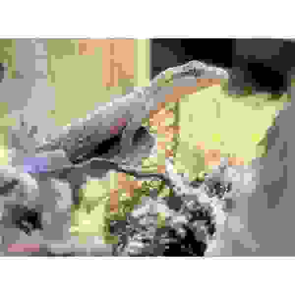 Lepidodactylus Luguris (Rouwgekko) - Afbeelding 6