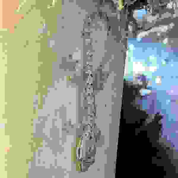 Lepidodactylus Luguris (Rouwgekko)
