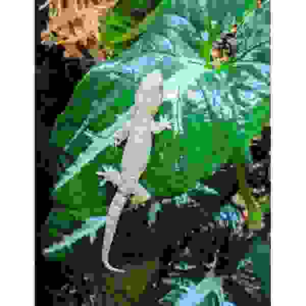 Lepidodactylus Luguris (Rouwgekko) - Afbeelding 2