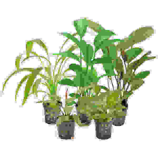 ECHINODORUS MIX 5CM POT