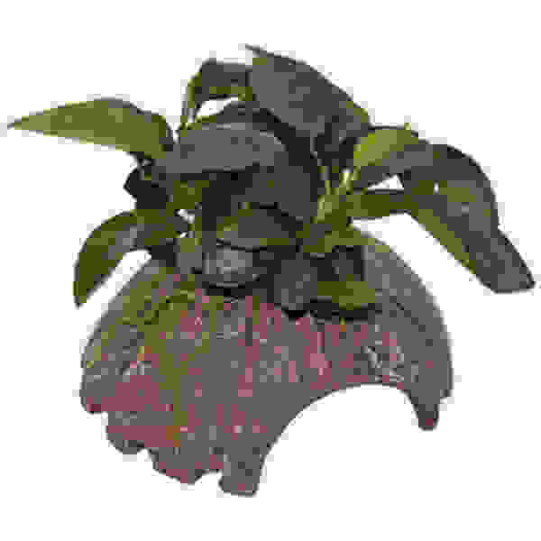 DECO COCONUT ANUBIAS