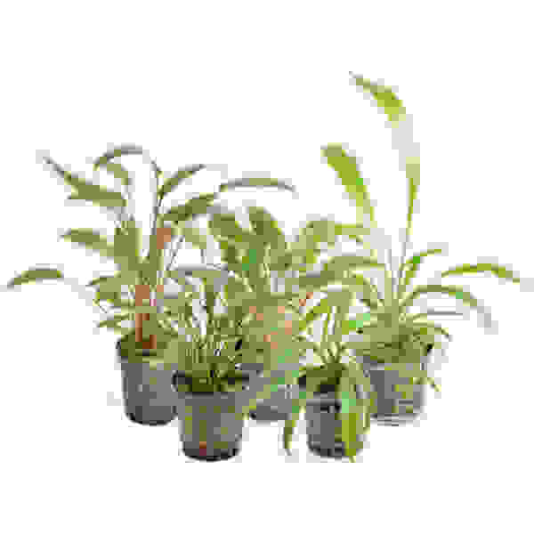 CRYPTOCORYNE MIX 5CM POT