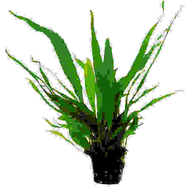 Microsorum pteropus (Java varen)