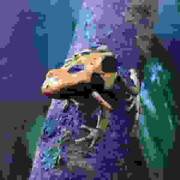 Dendrobates Tinctorius ''La Fumee''