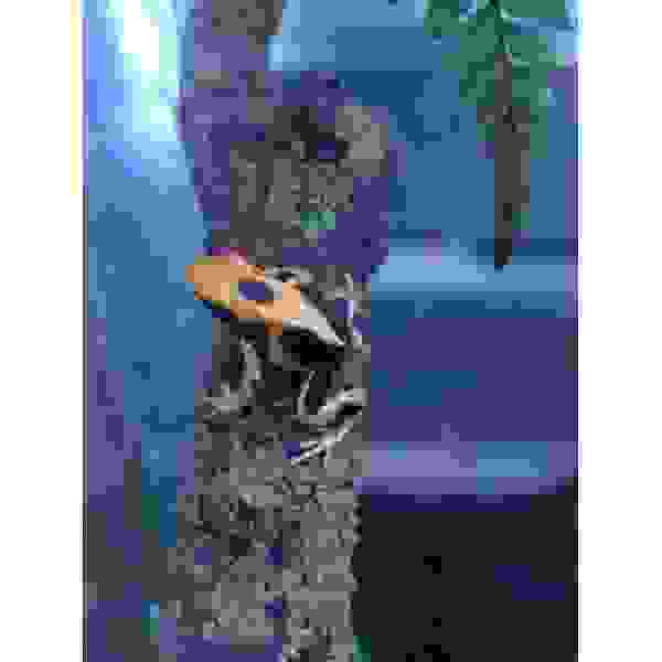 Dendrobates Tinctorius ''La Fumee'' - Afbeelding 2