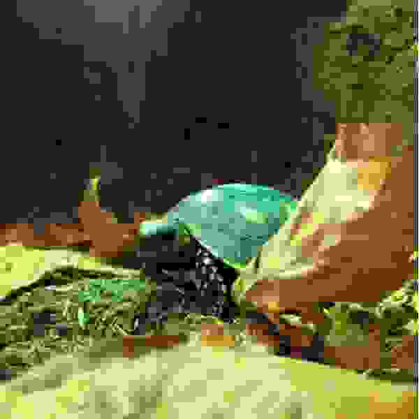 Kolenbrander landschildpad - Afbeelding 3