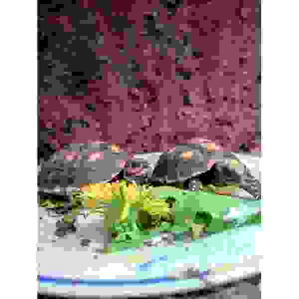 Kolenbrander landschildpad - Afbeelding 2