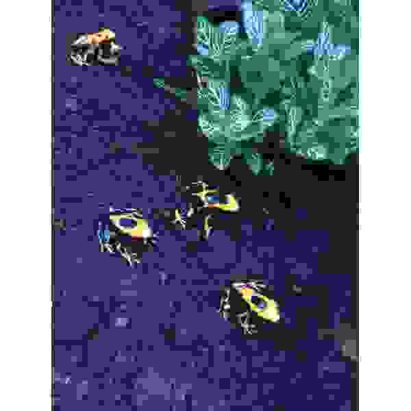 Dendrobates Tinctorius ''La Fumee'' - Afbeelding 3