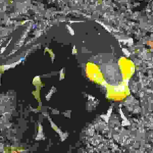 Dendrobates tinctorius “Oelemarie”
