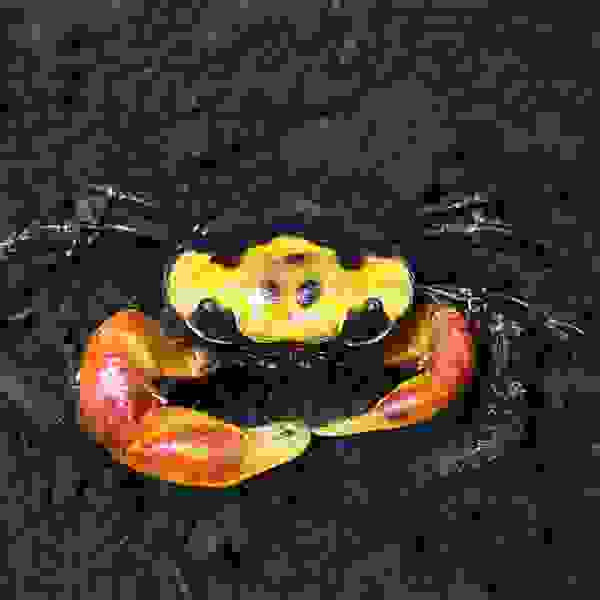 GEOSESARMA ARISTOCRATENSIS 2-2.5CM